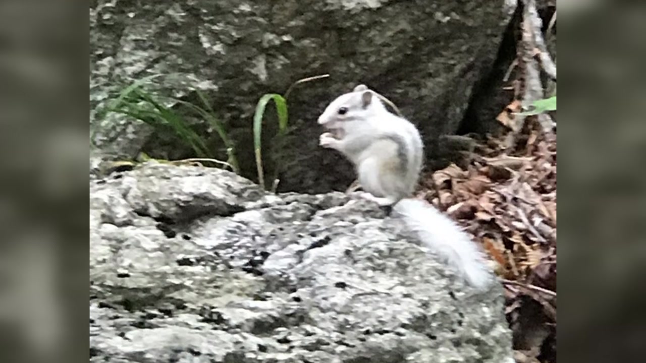 [영상] '길조' 흰 다람쥐, 설악폭포 부근서 발견