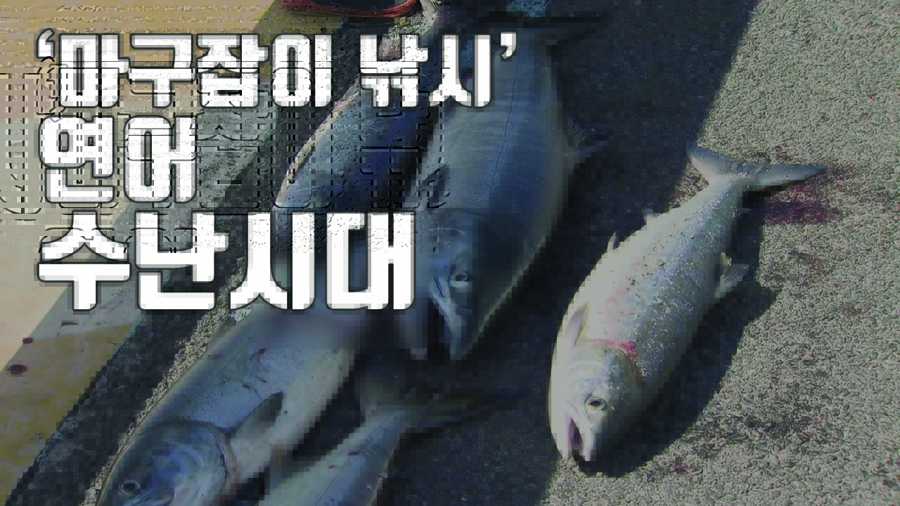 [자막뉴스] 마구잡이 낚시 기승...되돌아온 연어 '수난'