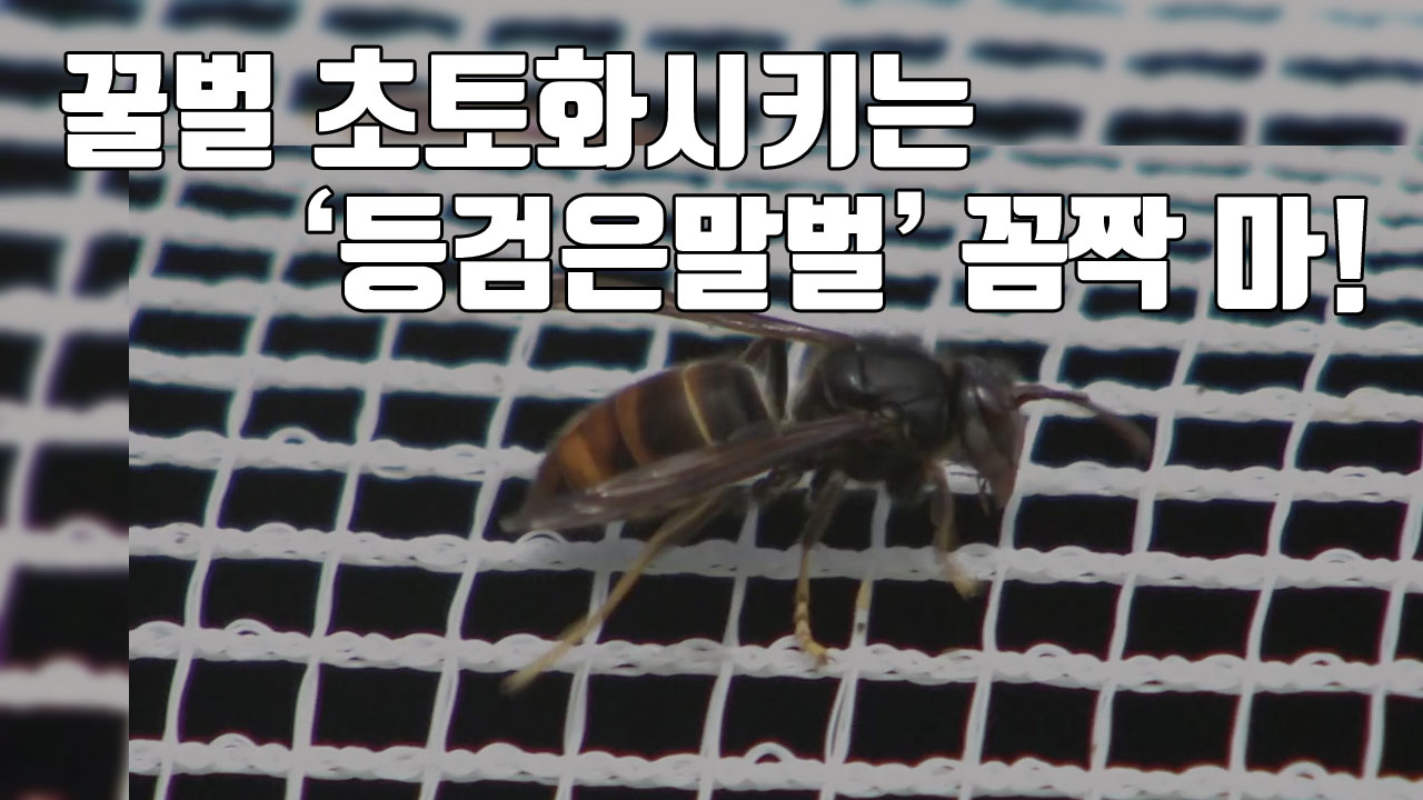 [자막뉴스] 꿀벌 초토화시키는 '등검은말벌' 꼼짝 마!
