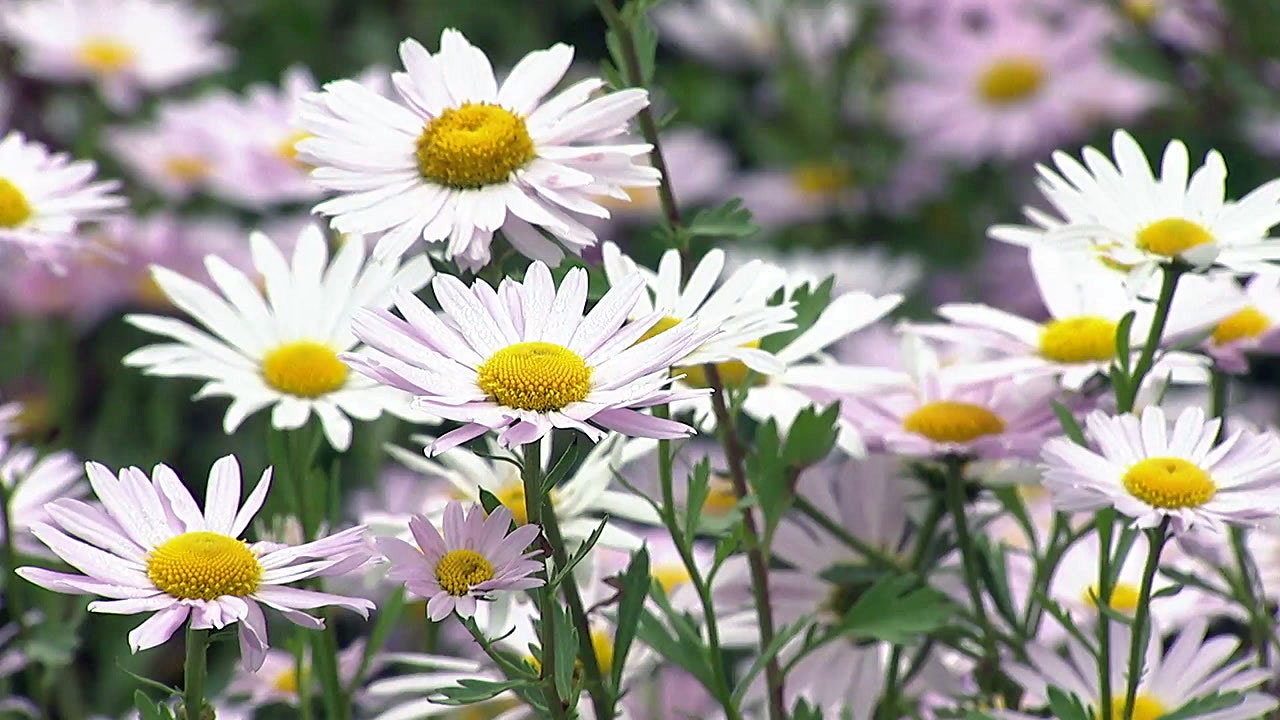 [영상] 솔 숲 사이로 구절초 꽃 만발!