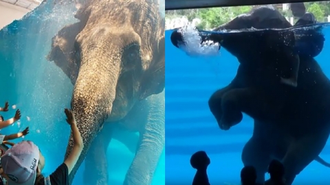 태국 동물원 수조 안에서 묘기 부리는 코끼리 학대 논란