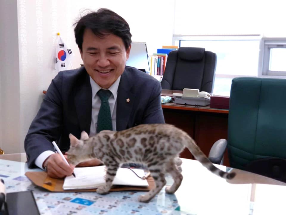 김진태, 국감 데려왔던 벵갈 고양이 사진 공개 "걱정 마셔요"
