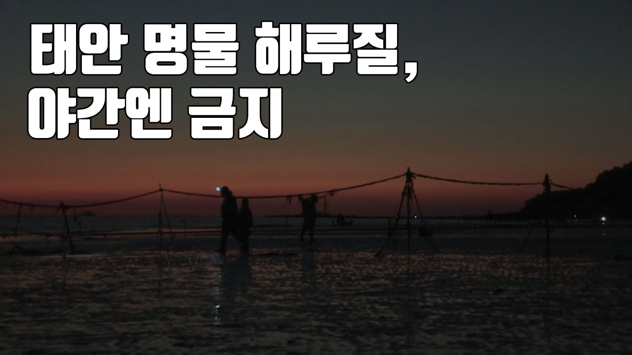 [자막뉴스] 태안 명물 '불빛 사냥' 해루질, 야간엔 금지