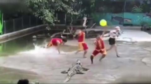 '깜짝이야'...악어 쇼 무대 위 돌발상황