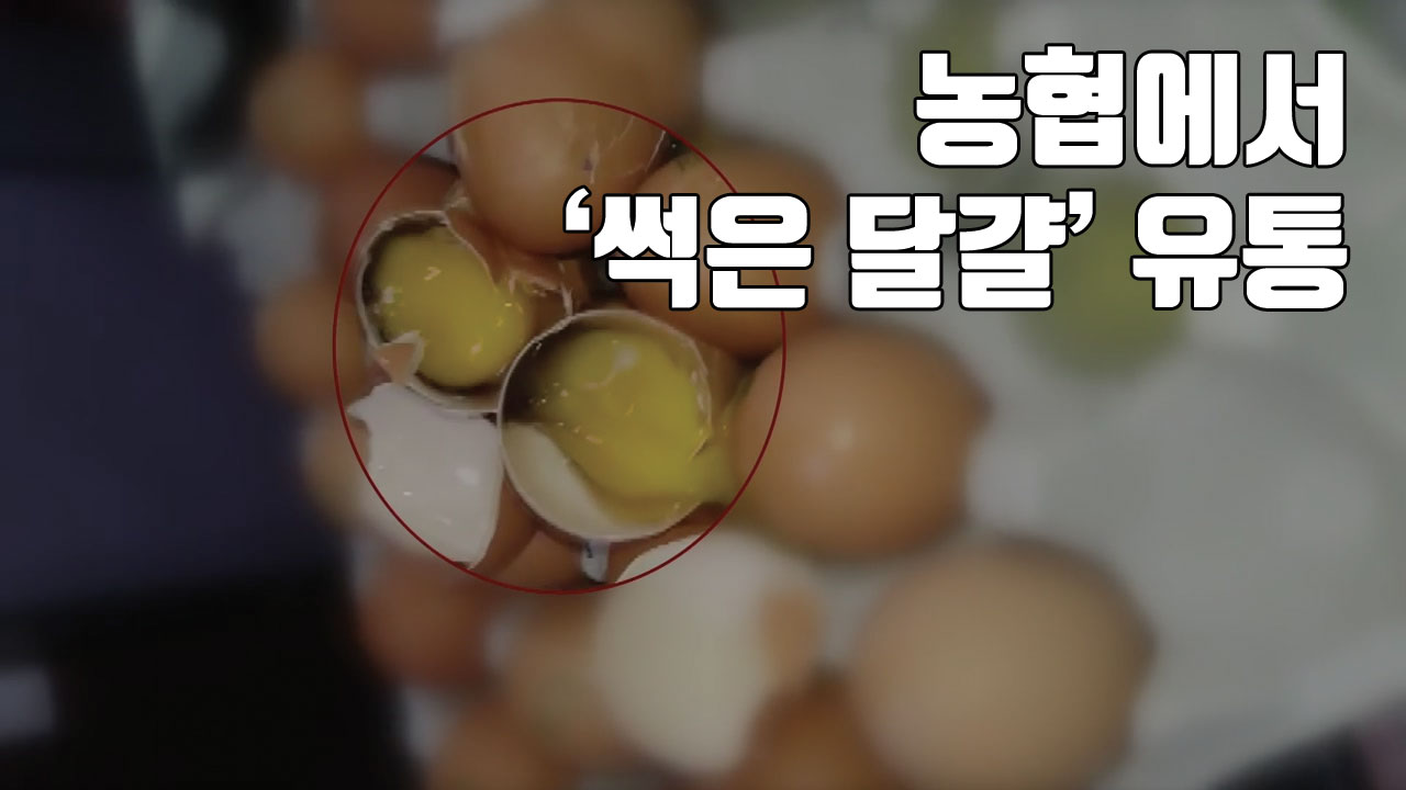[자막뉴스] 농협에서 '썩은 달걀' 유통...대응도 허술