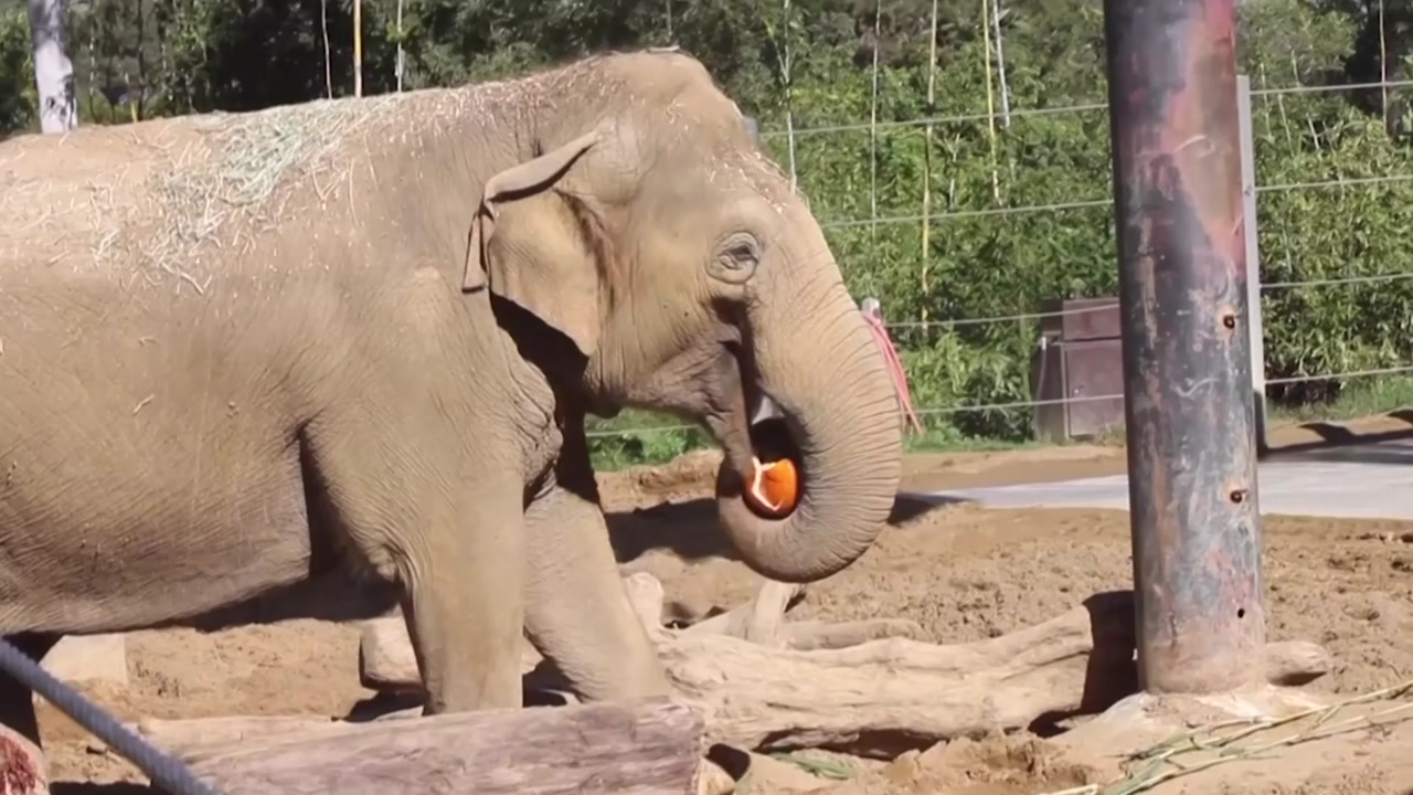 [영상] 美 캘리포니아 동물원서 47살 코끼리 안락사