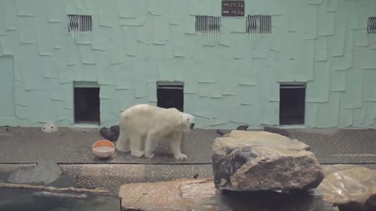 북극에 가지 못한 북극곰 통키...동물원에 갇혀 지내던 생전 모습