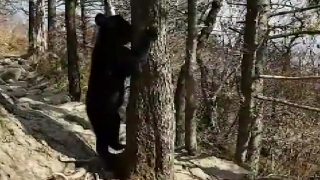 [단독] 지리산 등산로에 또 나타난 그 반달곰!