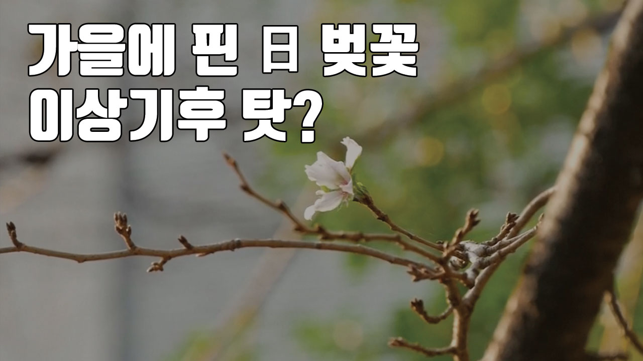 [자막뉴스] 가을에 난데없이 핀 日 벚꽃...이상기후 탓?