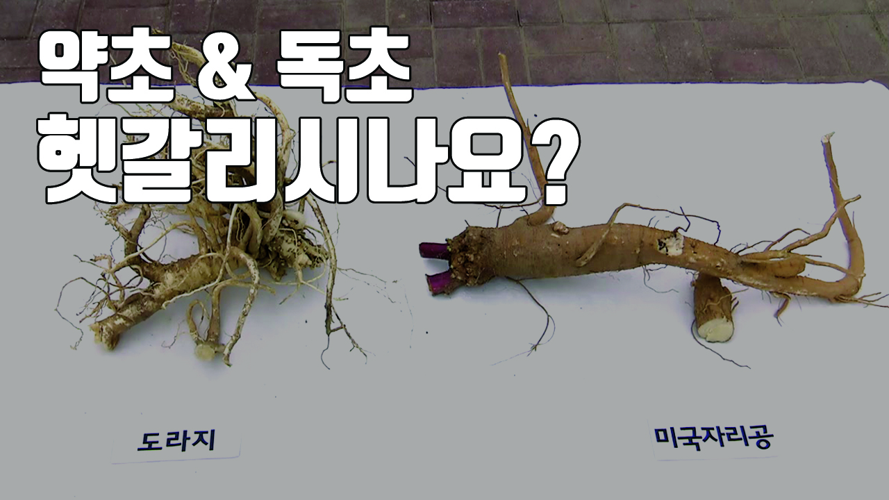 [자막뉴스] 가을철 약초, 잘못 먹으면 독초...구별법은?