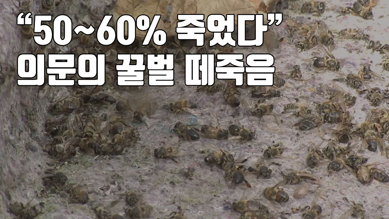 [자막뉴스] "50~60% 죽었다" 의문의 꿀벌 떼죽음