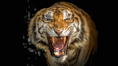 13명 잡아먹은 식인 호랑이, 2년간 추적 끝에 사살