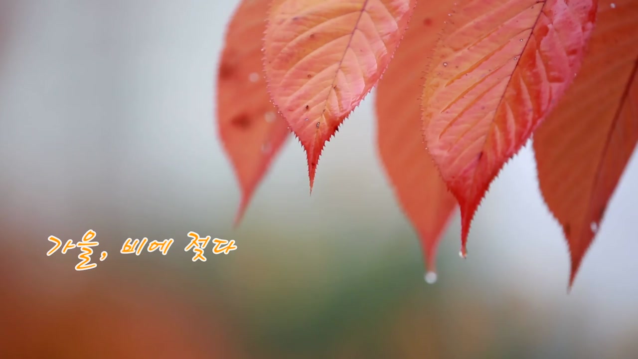 [영상] 가을, 비에 젖다