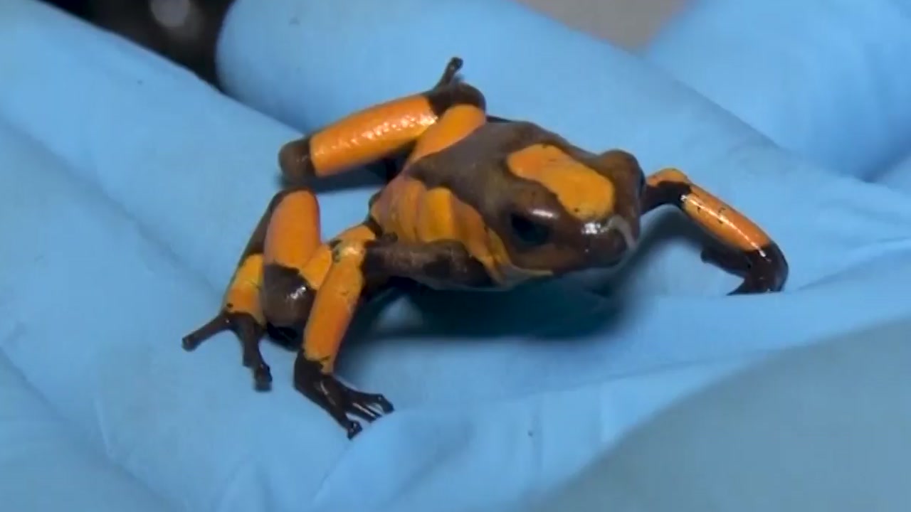 멸종 위기 독개구리 콜롬비아 공항서 무더기 발견
