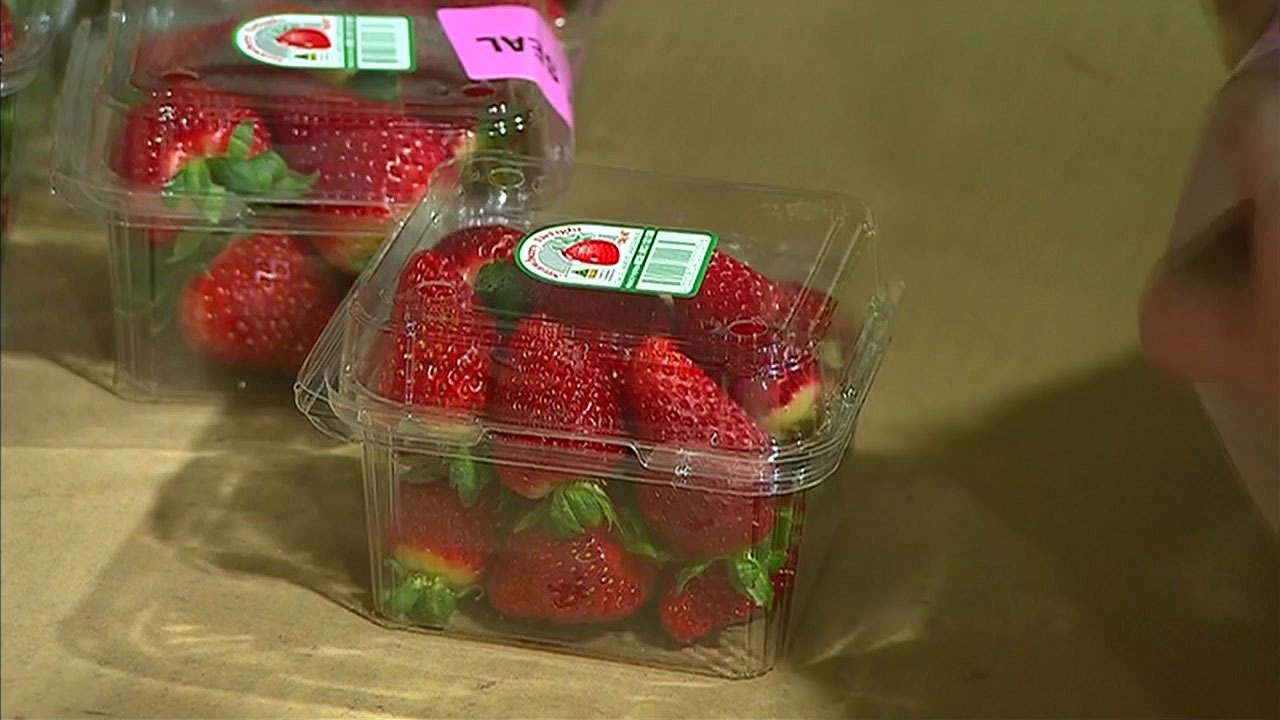 호주 '바늘딸기' 용의자는 전직 딸기농장 직원