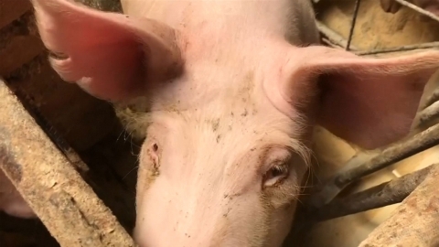 중국에서 '치사율 100%' 돼지열병 번져...빅데이터로 검역 강화