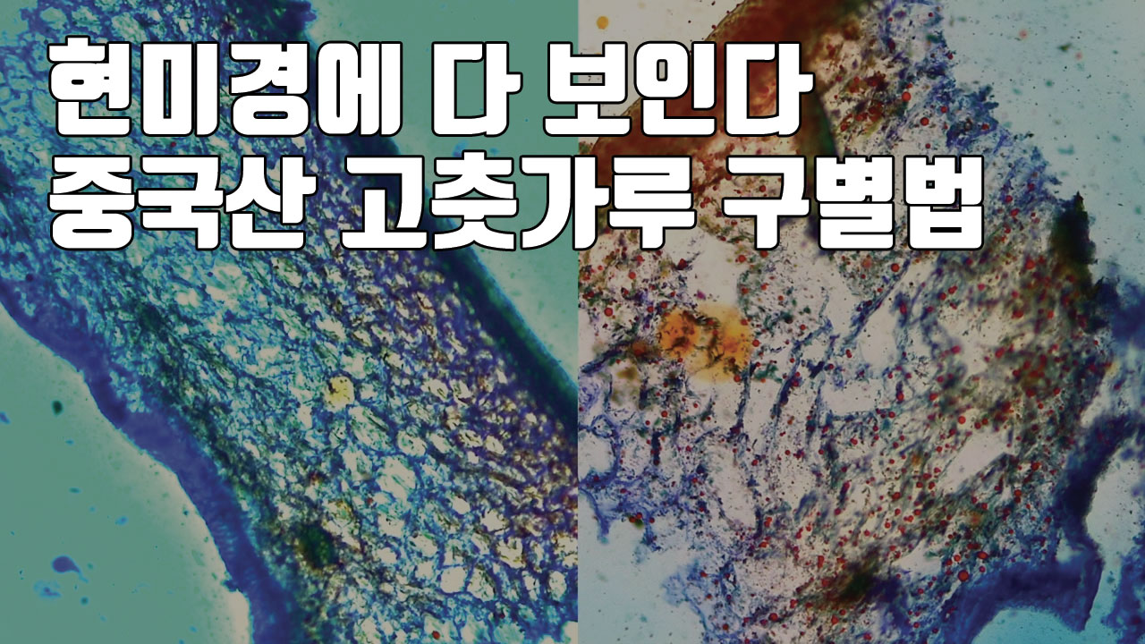 [자막뉴스] 현미경에 다 보인다...중국산 고춧가루 구별법