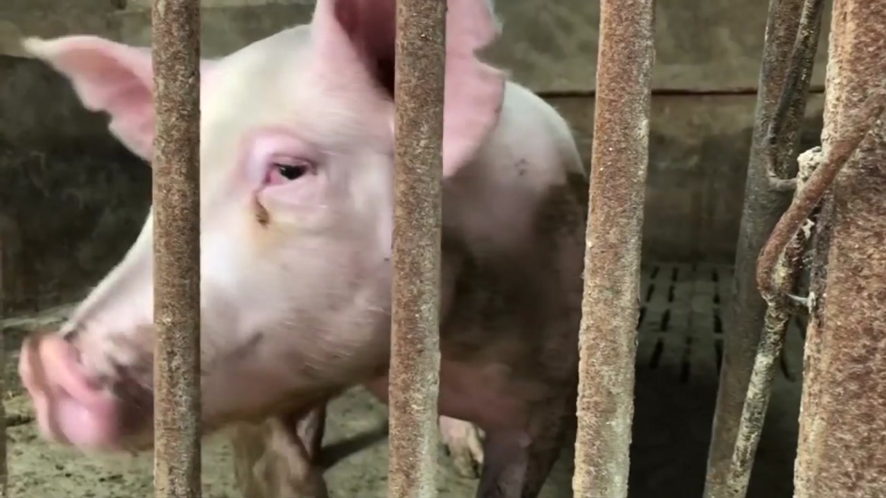 중국에 아프리카 돼지열병 창궐...당국·양돈농가 '초비상'