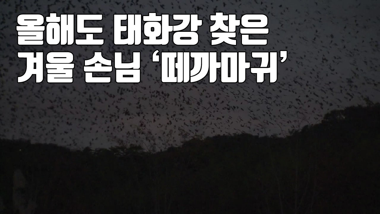 [자막뉴스] 올해도 태화강 찾은 겨울 손님 '떼까마귀'