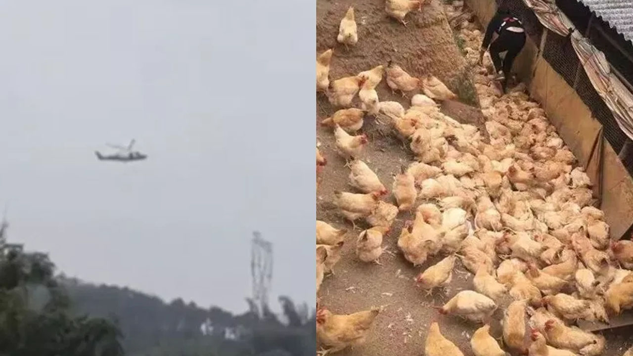 '저공 비행' 헬리콥터 소음 탓에 닭 364마리 집단 폐사