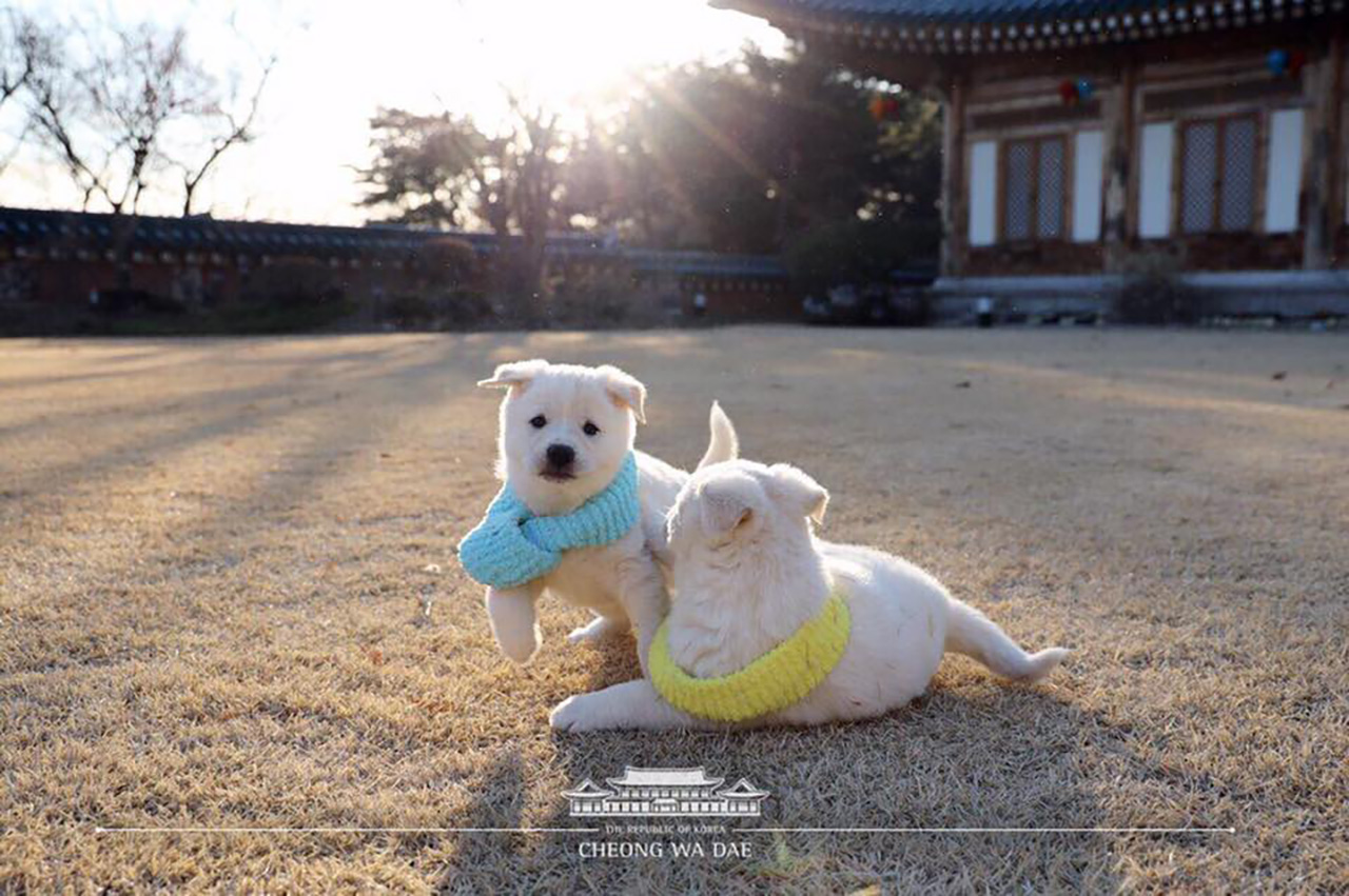 청와대의 성탄 선물...북한에서 온 풍산개 '곰이' 새끼들 근황