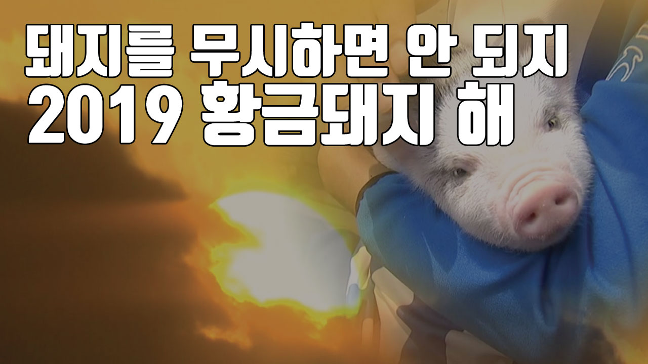 [자막뉴스] "돼지 무시하면 안 되지"...2019 황금돼지의 해