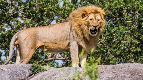 근무 10일 차 22세 인턴 직원, 美 동물원서 탈출한 사자에 참변