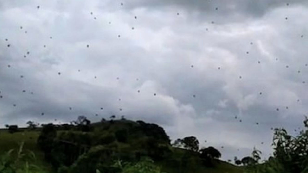 '하늘에서 거미 비가'...영상에 포착된 수천 마리 거미