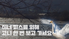 이너 피스를 위해 '고니' 한 번 보고 가세요!