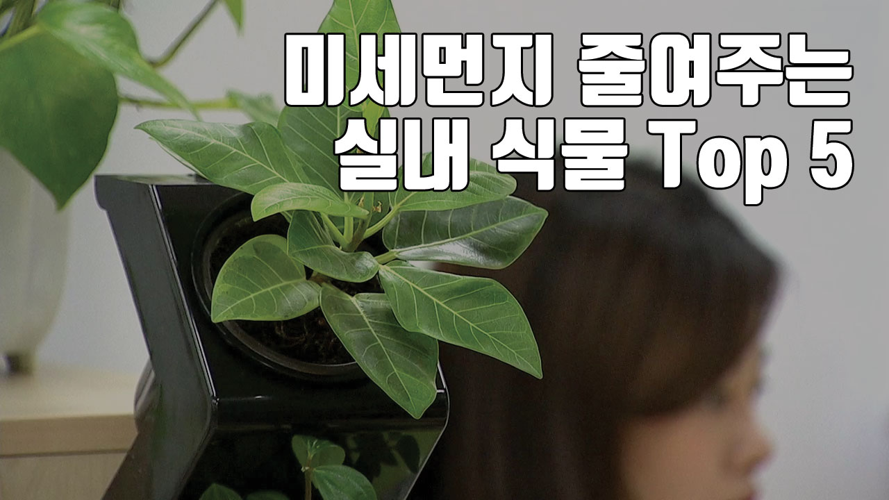 [자막뉴스] 미세먼지 줄여주는 실내 식물 Top 5