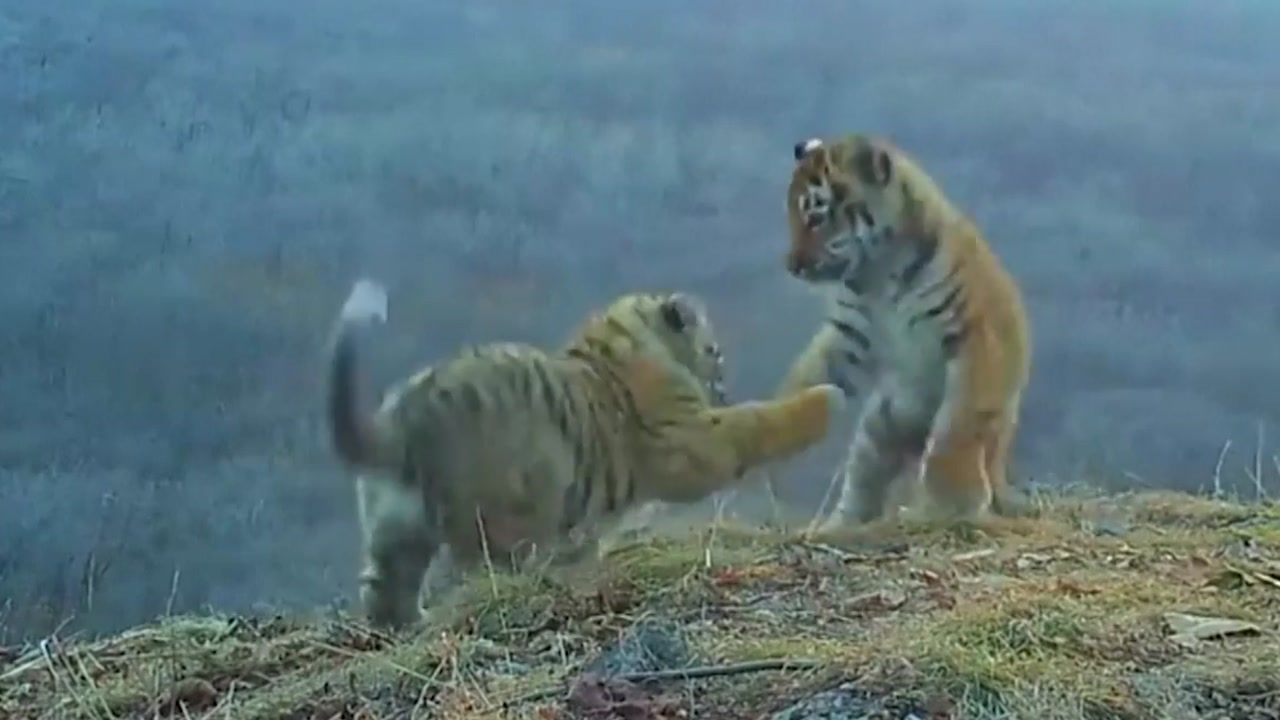 [영상] 아기 백두산호랑이 4마리 러시아서 극적 촬영