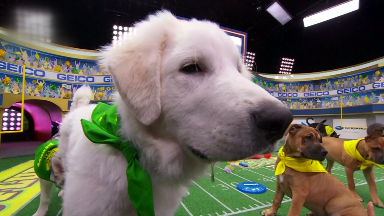 [영상] 재미는 우리가 '슈퍼'...강아지들의 미식축구