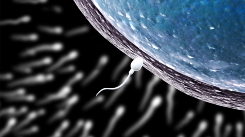 불임 클리닉 의사, 기증자 정자 바꿔치기... 생물학적 자녀 200명 추정