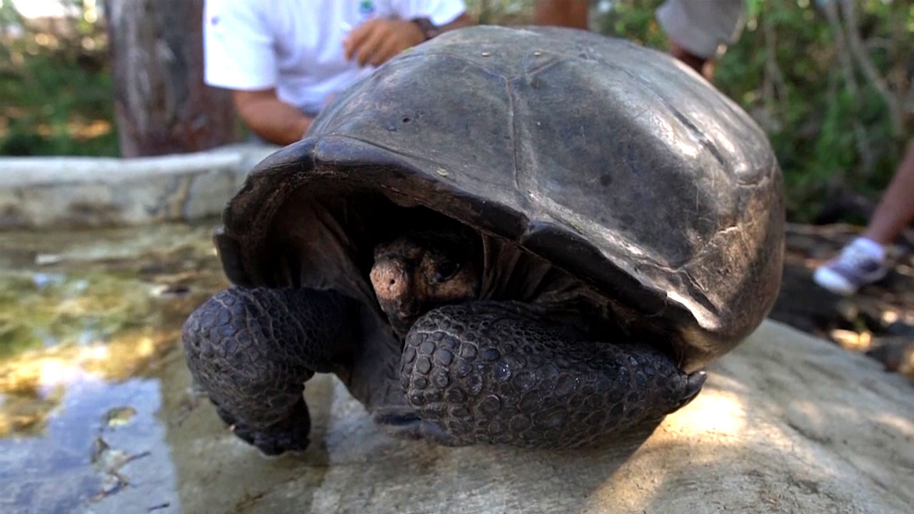 '멸종 위기' 갈라파고스 거북, 113년 만에 발견