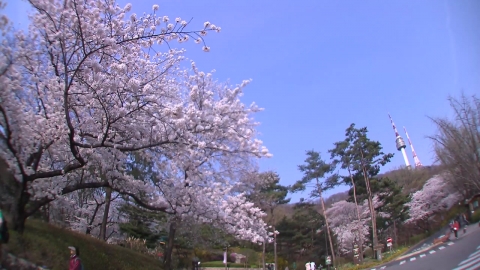 올해 벚꽃, 예년보다 4∼7일 일찍 본다...서울 4월 3일 개화