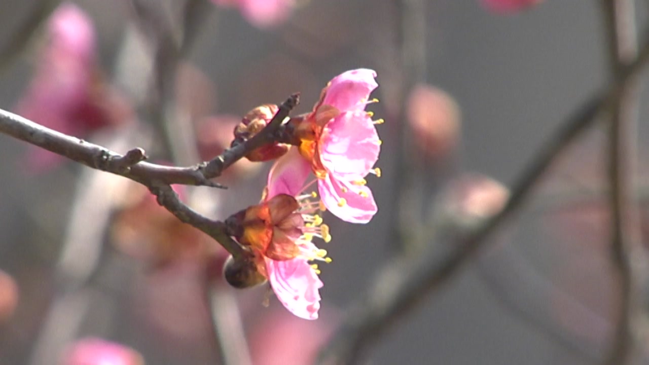 [영상] 봄이 오는 길목에서