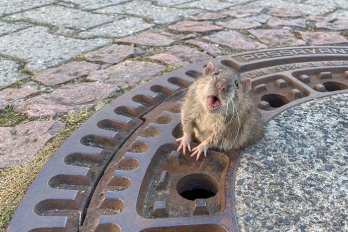 '겨우내 살쪄서'... 맨홀 뚜껑에 엉덩이 낀 쥐 구조 
