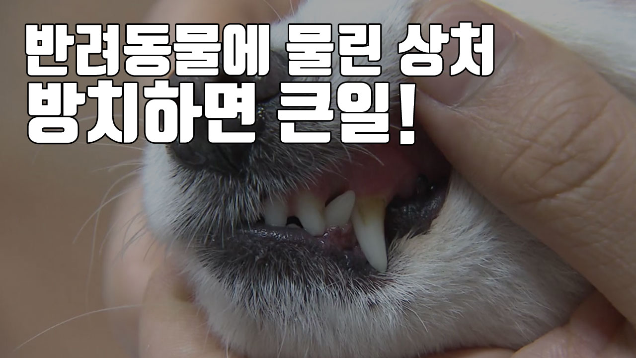 [자막뉴스] 반려동물에 물린 상처...방치하면 큰일난다