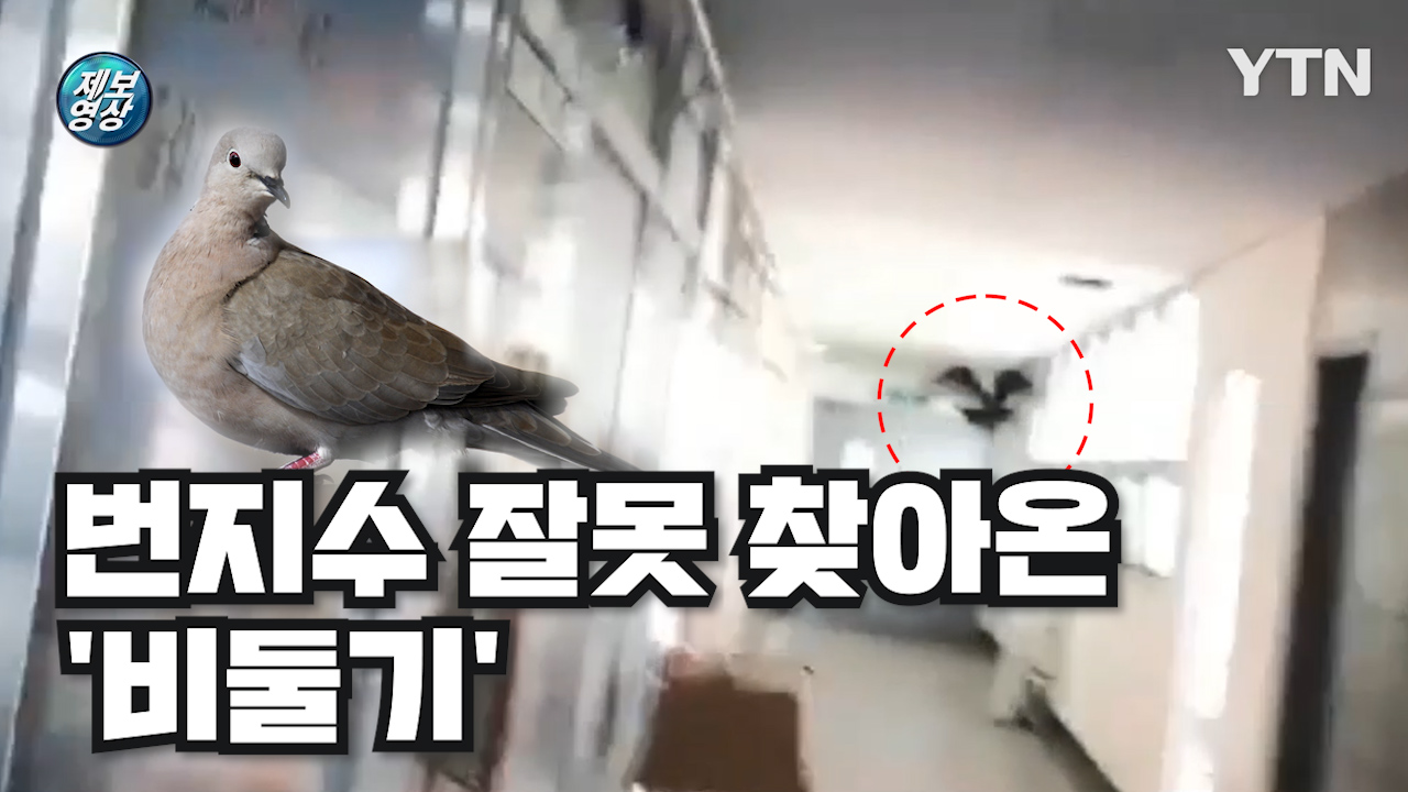 [제보영상] 번지수 잘못 찾은 비둘기···"훠이훠이 날아가라!"