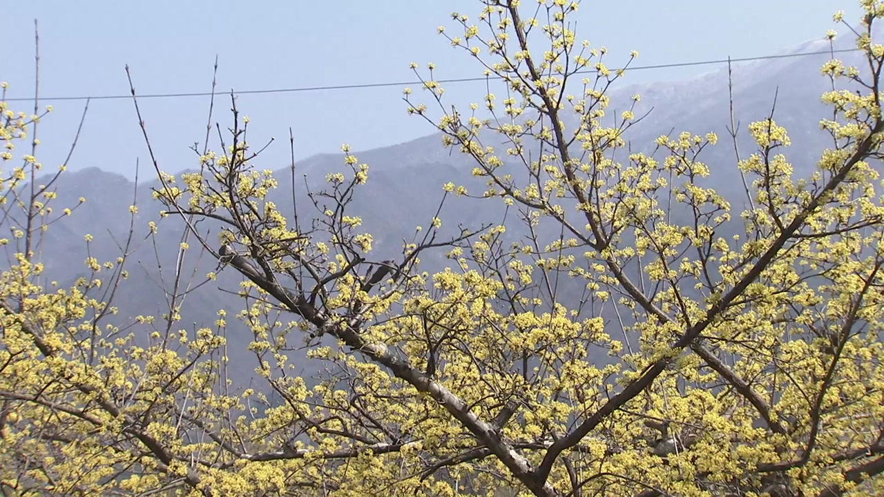 [영상] 산수유꽃 '만개'...노랗게 뒤덮인 지리산 마을