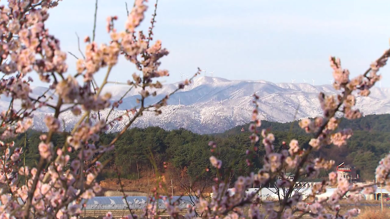 [영상] 3월에 핀 눈꽃...봄과 겨울의 '공존'