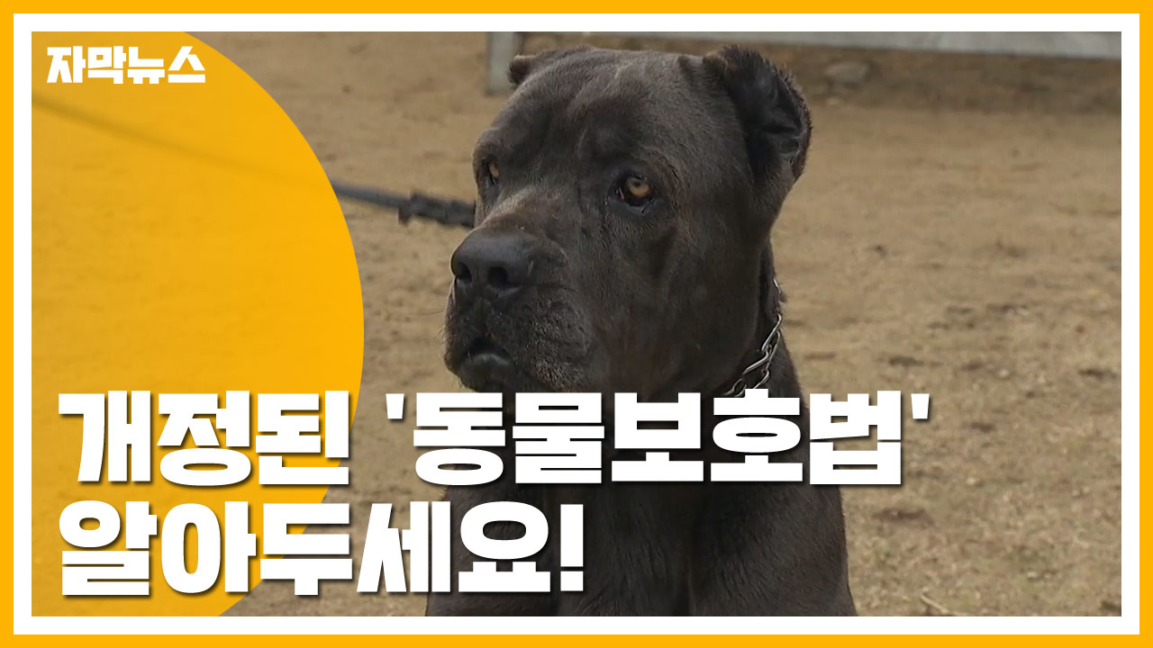 [자막뉴스] 개정된 '동물보호법' 알아두세요!