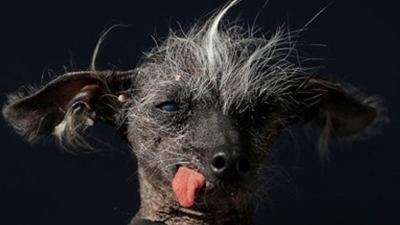 '세상에서 가장 못생긴 개' 대회 수상견 췌장염으로 숨져