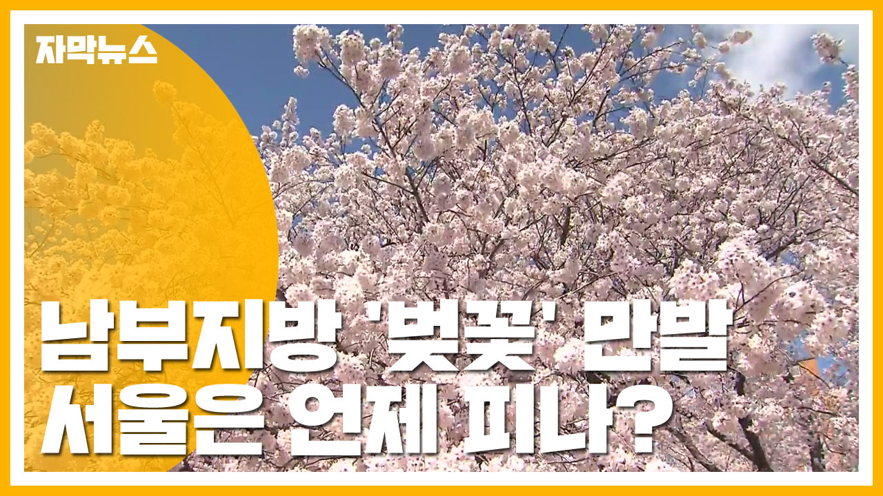 [자막뉴스] 남부지방 '벚꽃' 만발...서울은 언제 피나?