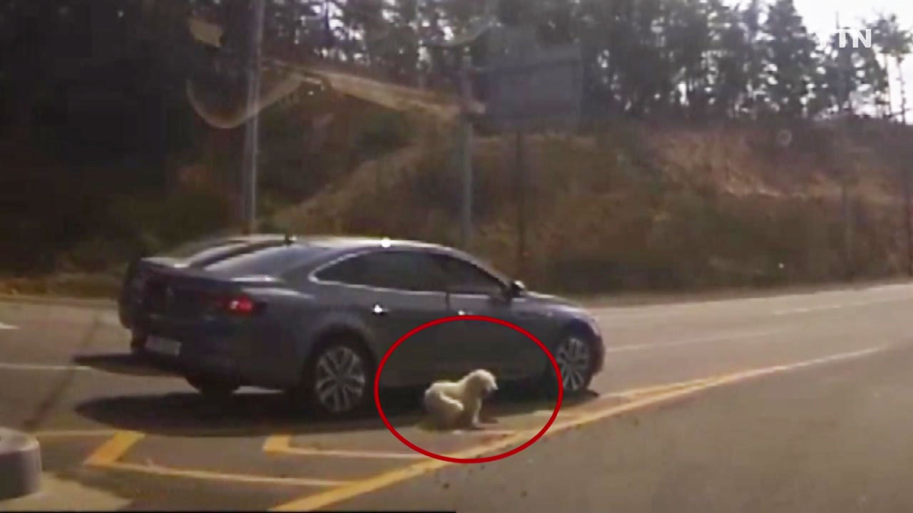[단독] 차에 매달려 힘겹게 뛰는 강아지...경찰 조사 착수