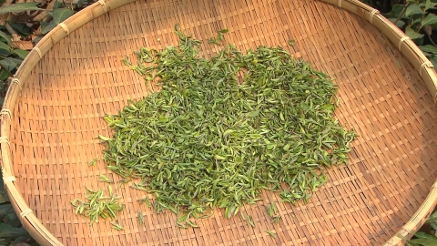 귀하디귀한 '야생 녹차'…하동서 첫 수확