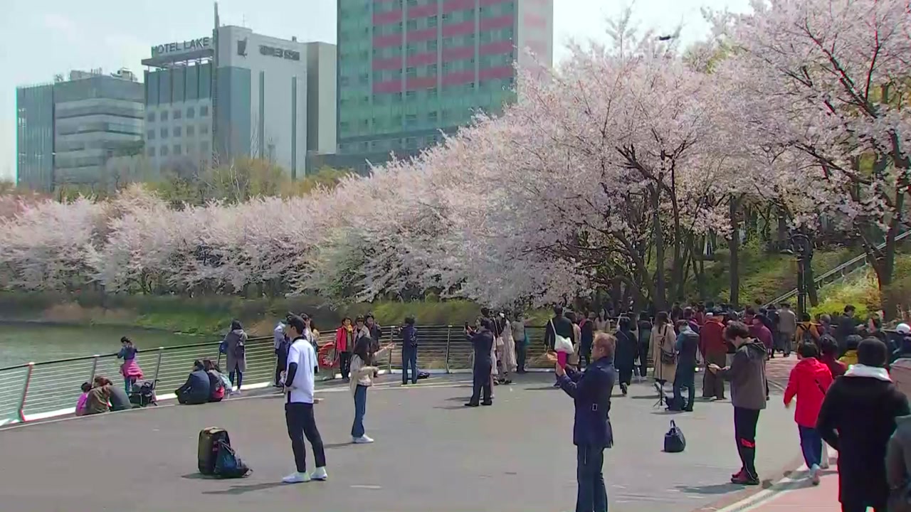 [날씨] 주말 완연한 봄, 벚꽃 엔딩...휴일 태풍급 비바람