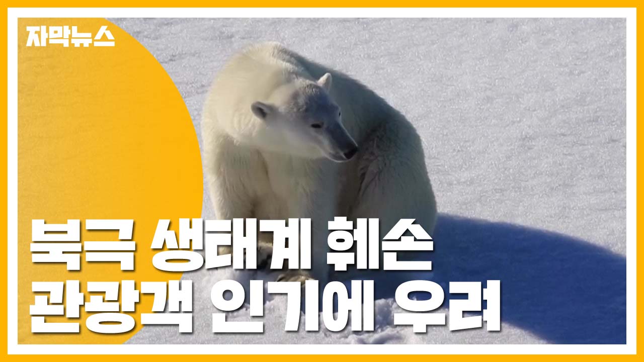 [자막뉴스] 북극 여행 인기...생태계 훼손 우려
