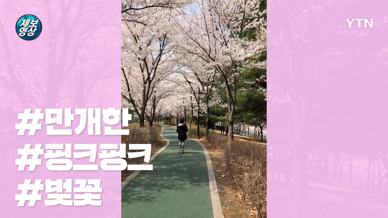 [제보영상] 아직도 벚꽃 구경 못 간 사람 드루와 드루와~!! 