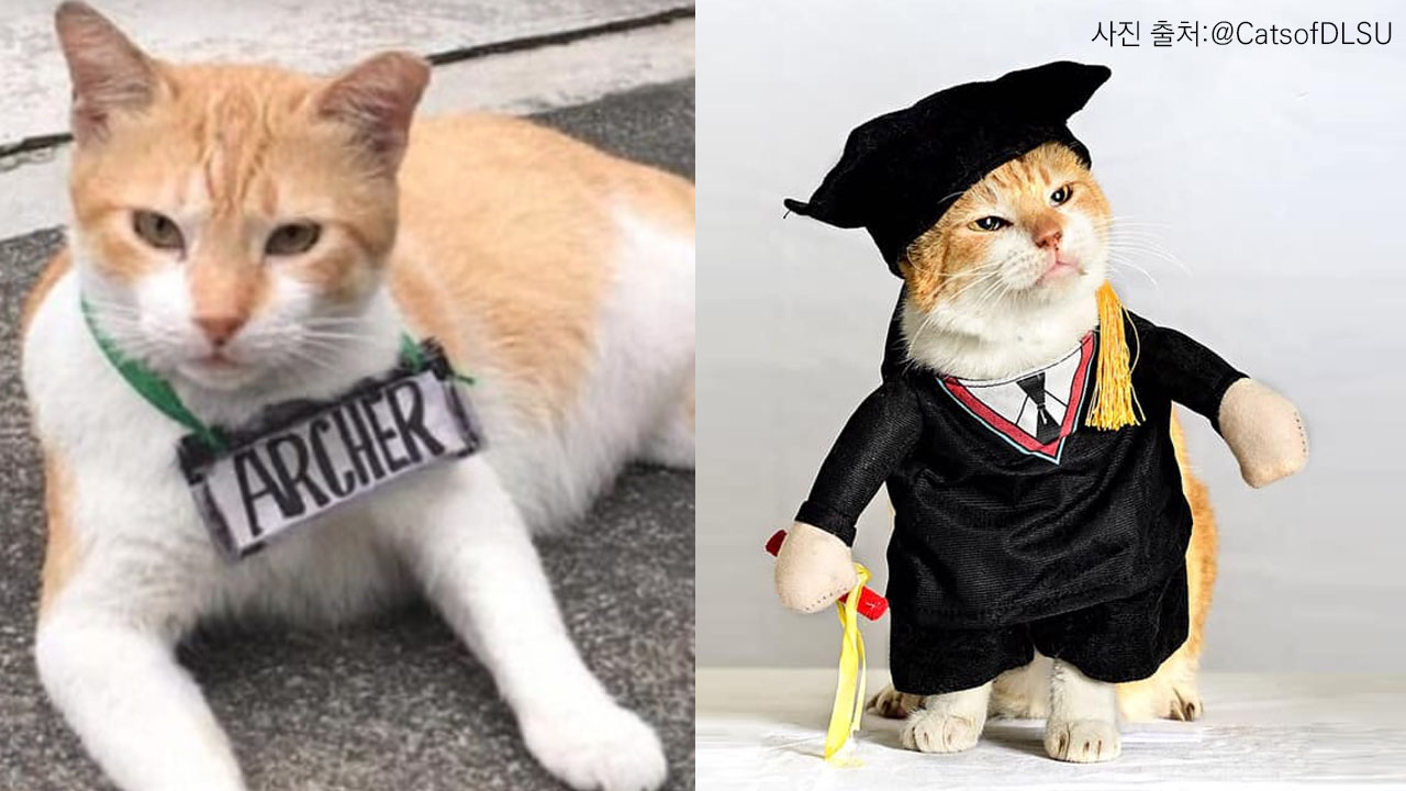 '캠퍼스 6년 살다 떠난 날'...졸업장 받은 길고양이